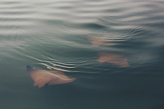 Stingray swimming near surface in calm ocean water