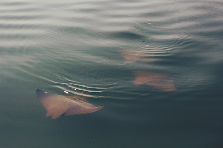 Stingray swimming near surface in calm ocean water
