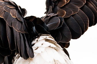 Close-up of Bald Eagle Wings with Black and White Feathers