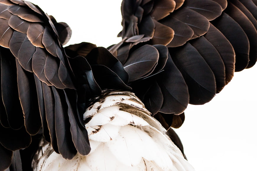 Close-up of Bald Eagle Wings with Black and White Feathers