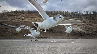 Seagulls in Flight Scavenging Food on Asphalt Road