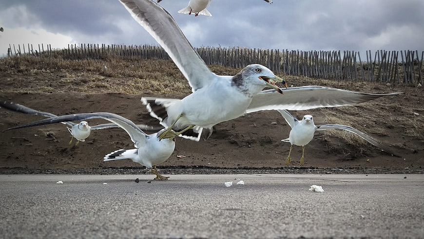 Seagulls in Flight Scavenging Food on Asphalt Road