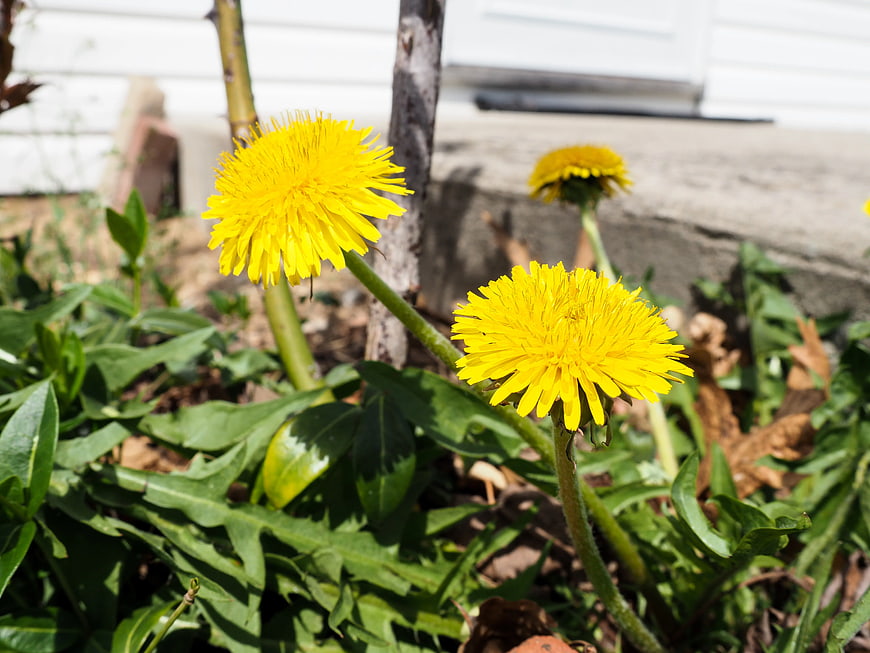 Close-up of bright yellow dandelions in a garden