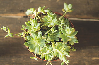Top View of Green Succulent Plant in Pot on Wood
