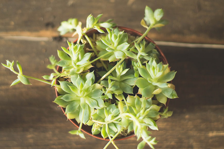 Top View of Green Succulent Plant in Pot on Wood
