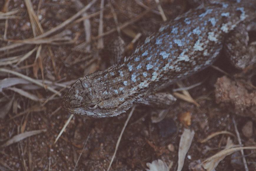 Close-up of a Blue-spotted Skink on Dry Ground