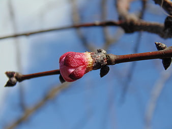 Close-up of pink flower bud on branch against blue sky