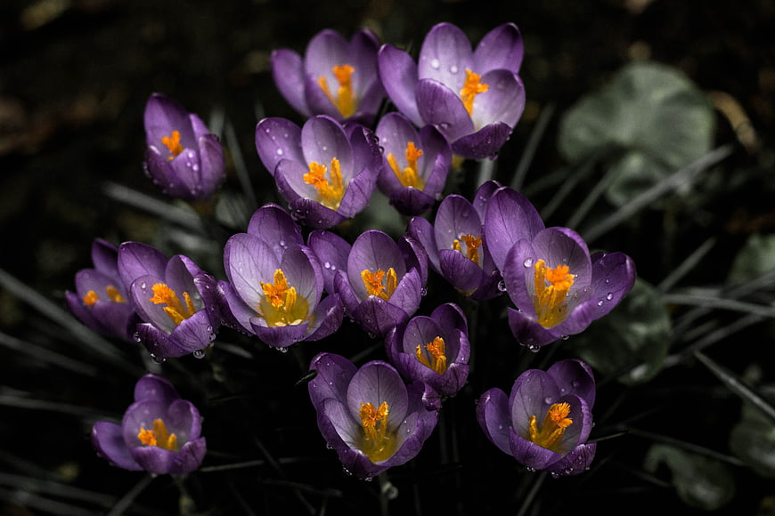 Purple Cretan Crocus Flowers with Water Droplets