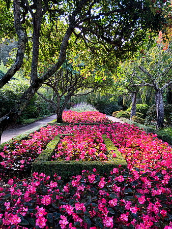 Vibrant pink flower garden path with trees