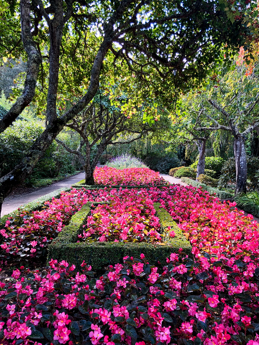 Vibrant pink flower garden path with trees