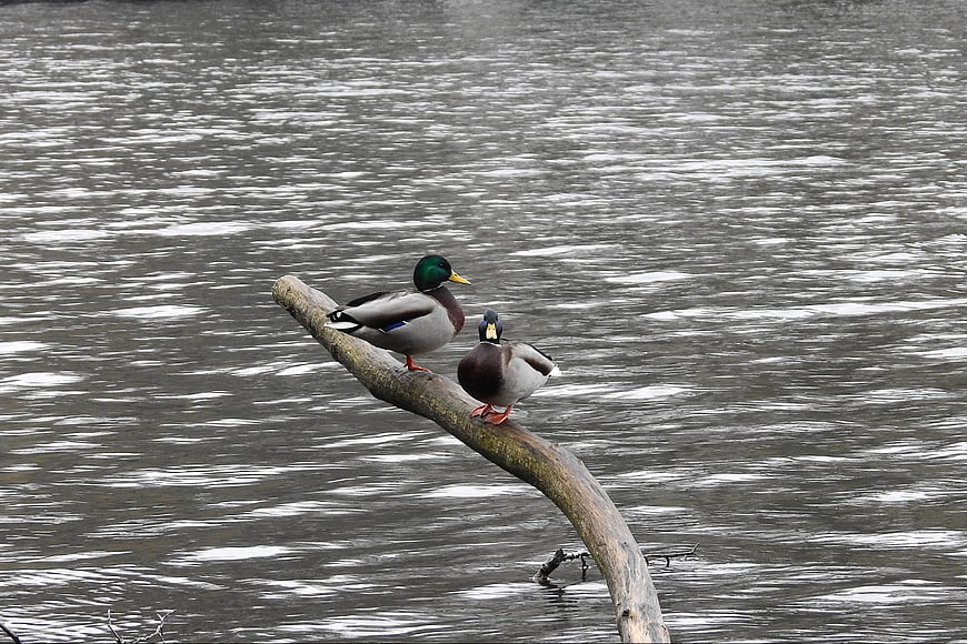 Two Mallard Ducks Perched on a Log in Rippling Water