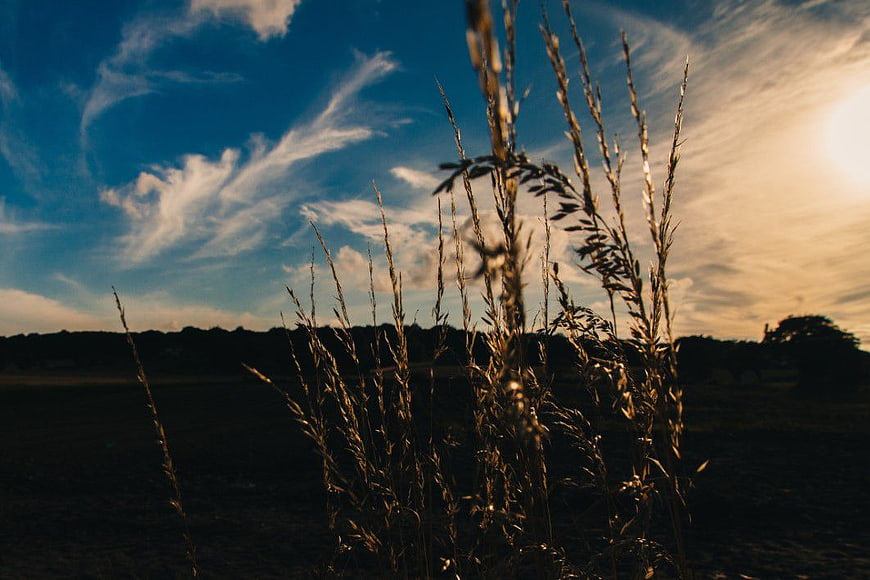 Golden Wheat Stalks Backlit by Sunset in a Summer Field