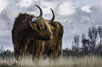 Majestic Highland Cow Standing in Grassy Field