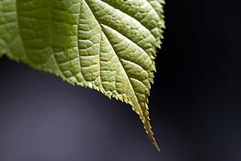 Close-up of green leaf texture with dark background