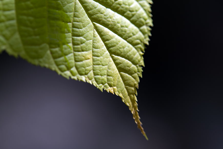Close-up of green leaf texture with dark background