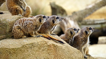 Group of Meerkats Standing Alert on Rocks