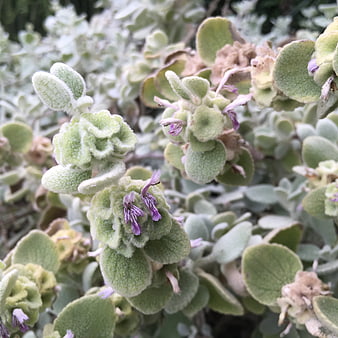 Close-up of fuzzy green plant with small purple flowers