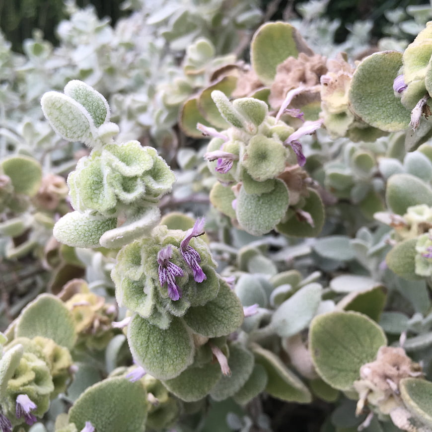 Close-up of fuzzy green plant with small purple flowers