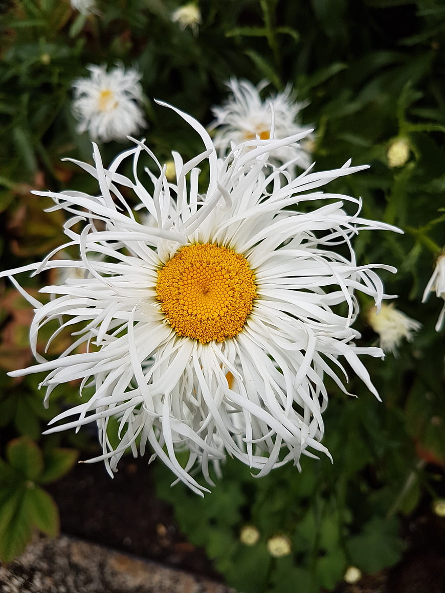 Close-up of white spider daisy with yellow center