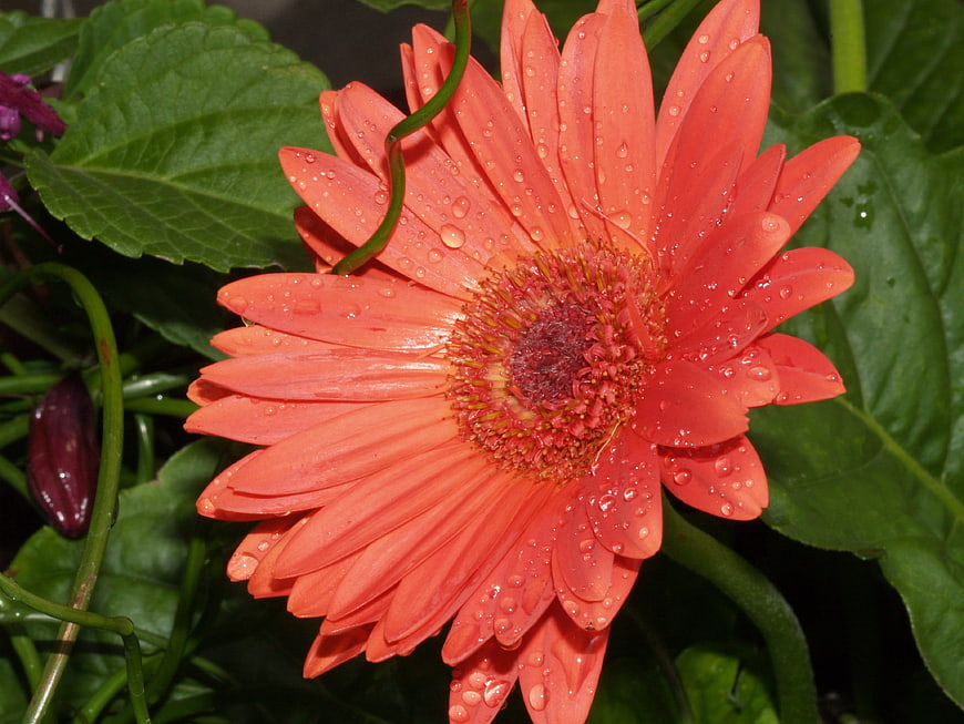 Close-up of vibrant orange gerbera daisy with water droplets