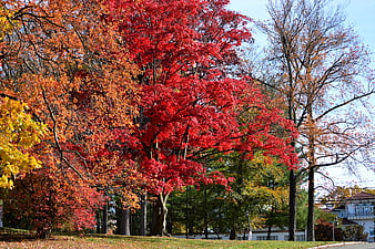 Vibrant Red and Orange Autumn Trees in a Park