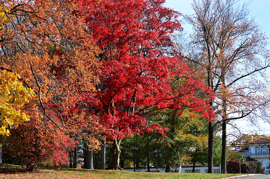 Vibrant Red and Orange Autumn Trees in a Park