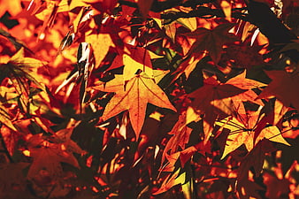 Vibrant Autumn Maple Leaves Backlit by Golden Sunlight