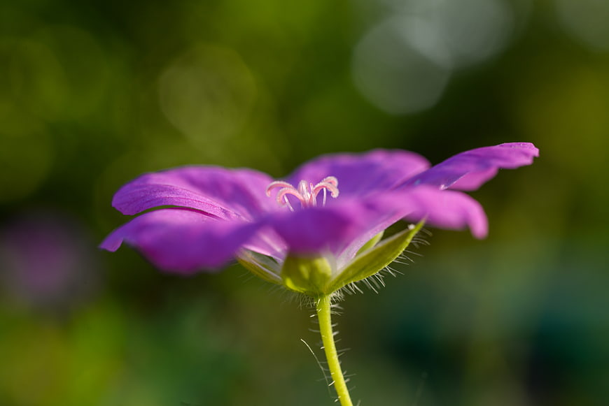 Close-up of a purple flower with green bokeh background