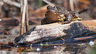 Close-up of a Marsh Frog Resting on a Log in Water