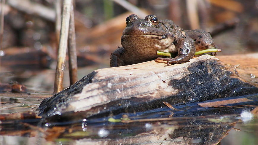 Close-up of a Marsh Frog Resting on a Log in Water