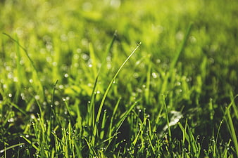 Close-up of green grass blades with morning dew drops