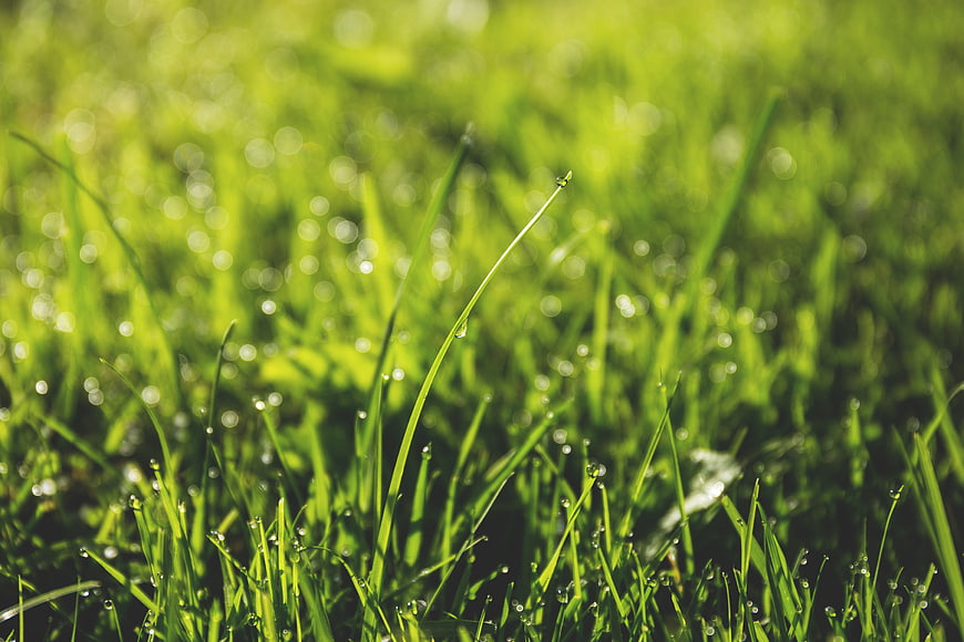 Close-up of green grass blades with morning dew drops