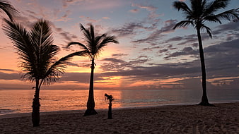 Silhouetted Palm Trees on Tropical Beach at Sunset