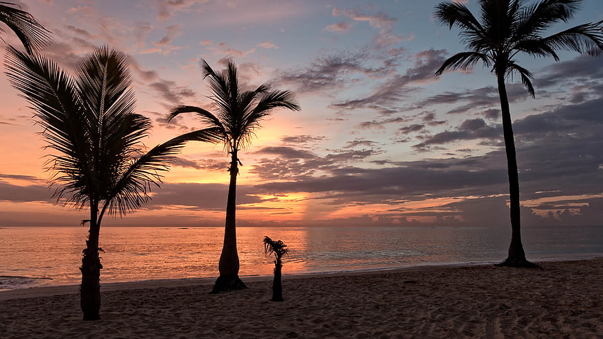 Silhouetted Palm Trees on Tropical Beach at Sunset