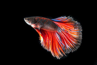 Vibrant Red and Blue Betta Fish on Black Background