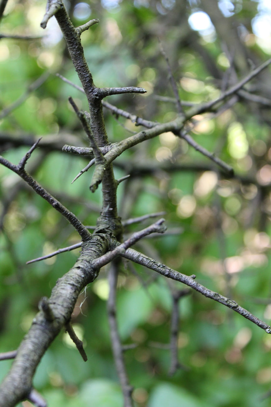 Close-up of thorny tree branch with blurred green forest background