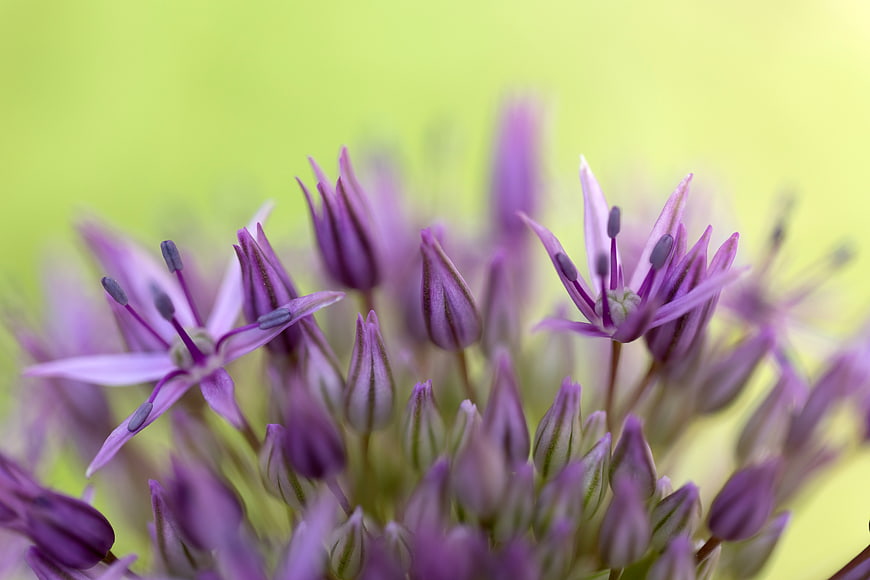 Close-up of purple allium flower with green bokeh background