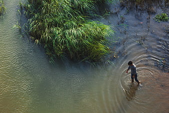 Aerial view of a man wading through a river near green reeds