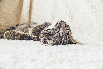Sleeping Tabby Cat on White Blanket