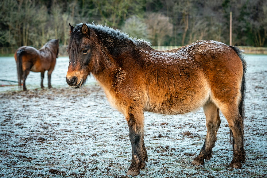 Brown Pony Standing in Frosty Winter Pasture