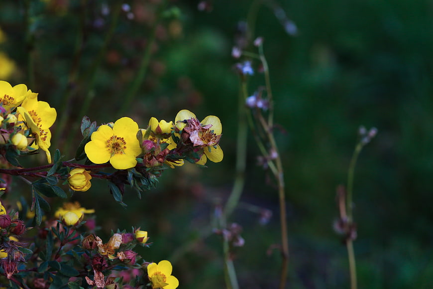 Yellow wildflowers with blurred green background