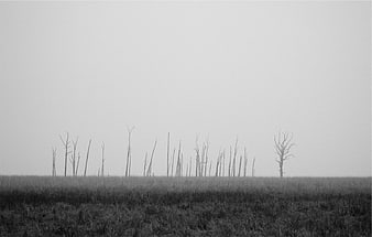 Minimalist Black and White Landscape with Dead Trees in Fog