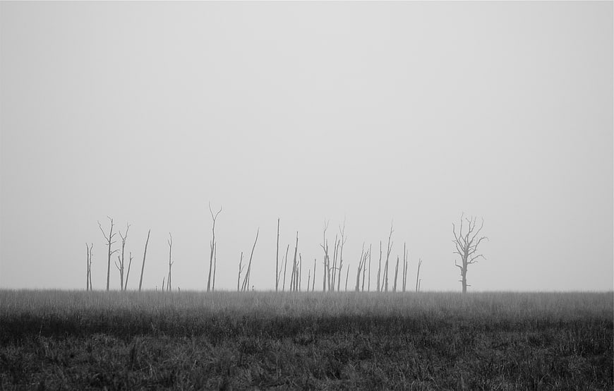Minimalist Black and White Landscape with Dead Trees in Fog