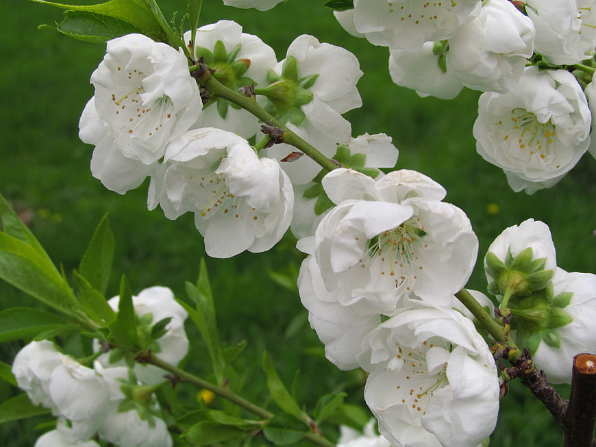 White Double Peach Blossoms on Branch in Spring