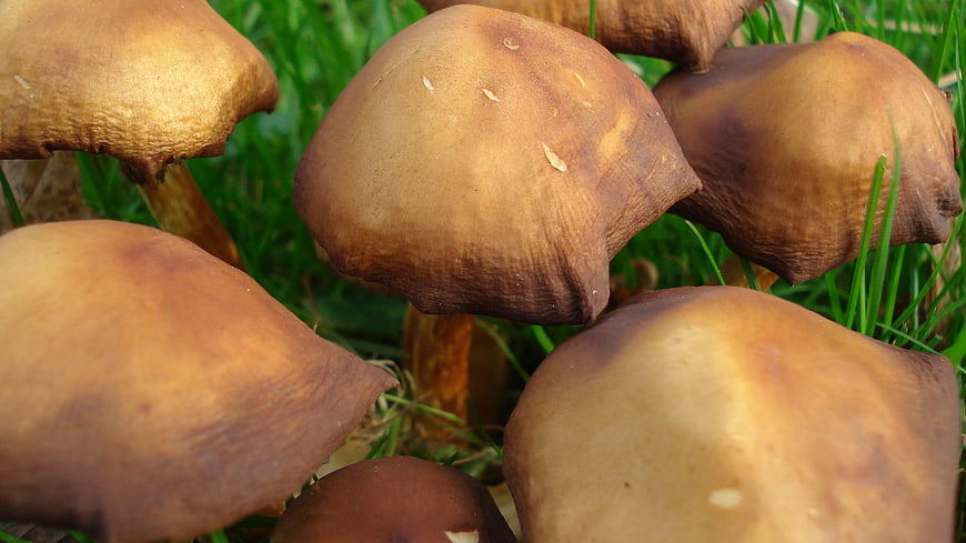 Close-up of brown mushrooms growing in green grass