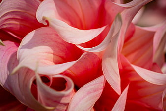 Close-up of vibrant pink flower petals with soft lighting