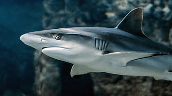 Close-up of a shark swimming underwater in the ocean