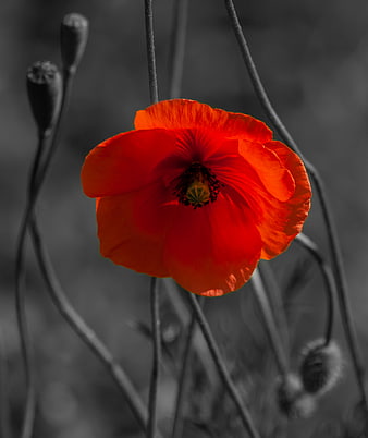 Vibrant Red Poppy Flower Against Black and White Background