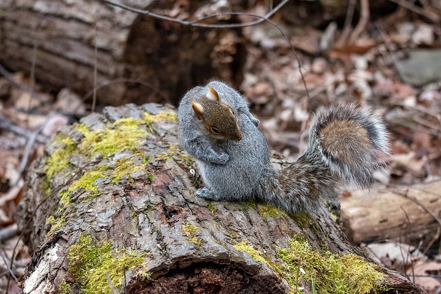 Gray squirrel grooming on mossy log in forest