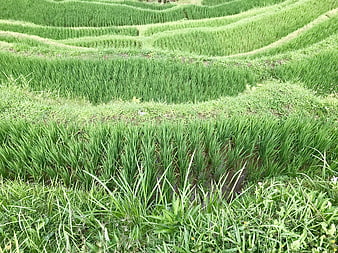 Lush Green Rice Terraces in Bali